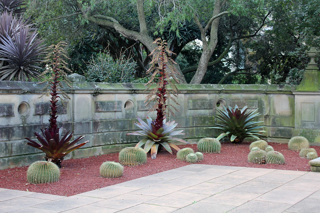 Cactus planters at the Botanic Gardens