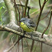 Kirtland Warbler - Female