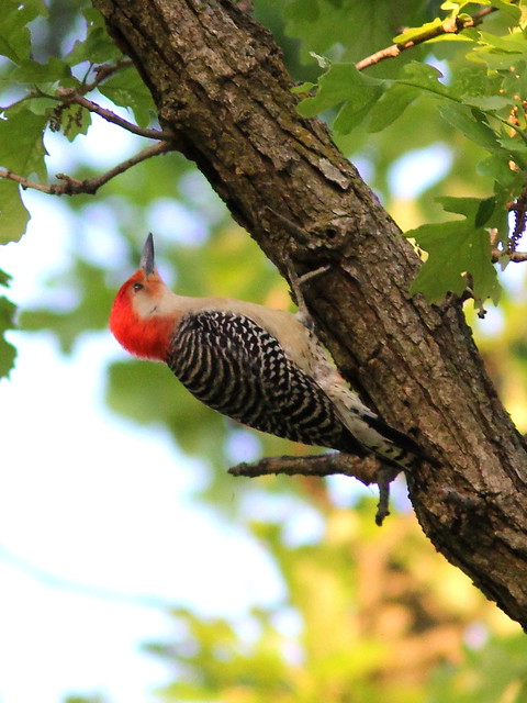 Red-bellied Woodpecker 20120513