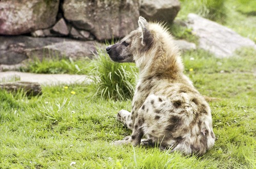 Hyena - Looking For Prey