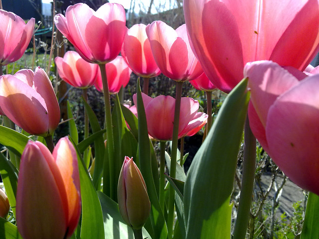 2012_03_29_Allotment_Tulips_backlit