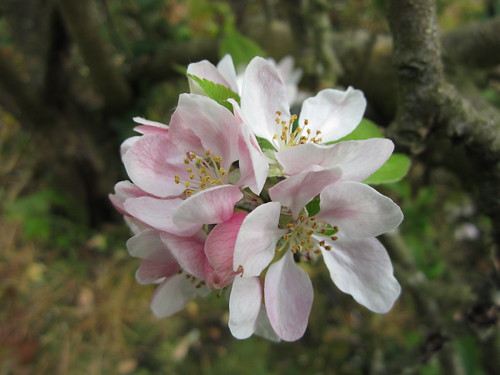 Apple Blossoms #2