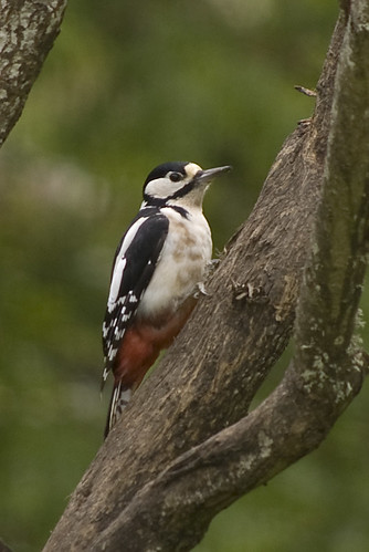 Great Spotted Woodpecker 23