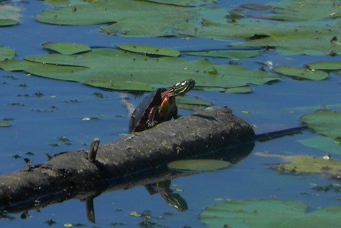 Painted turtle hoist