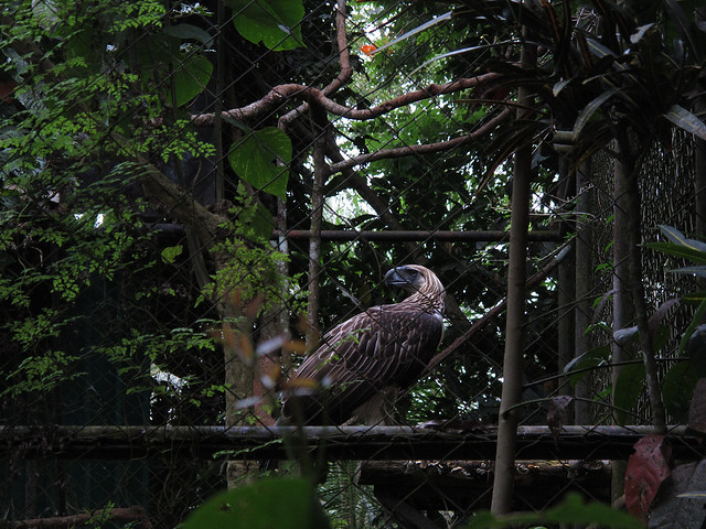 philippine eagle davao 
