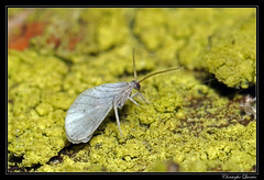 Neuroptera/Coniopterygidae