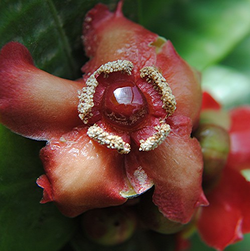 Garcinia Prainiana or Button Mangosteen... a rare fruit's beautiful bloom! by jungle mama