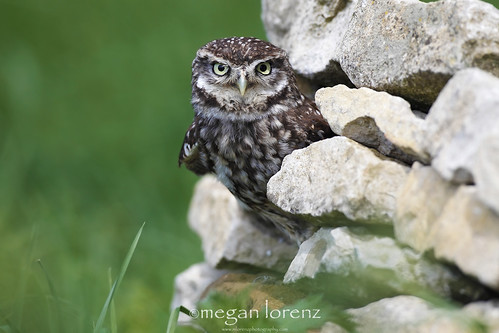 Little Owl - Big Attitude by Megan Lorenz