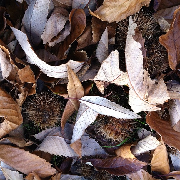 Chestnut Fossicking. #chestnut #leaves