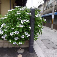 Hydrangea in Kamishichiken