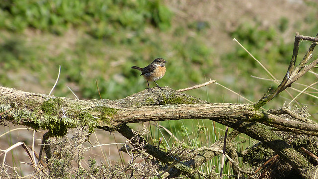 27289 - Stonechat, Bryn-bach-Common