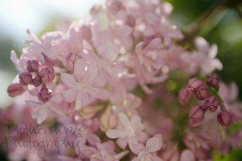 lilacs with flair (erm, flare)