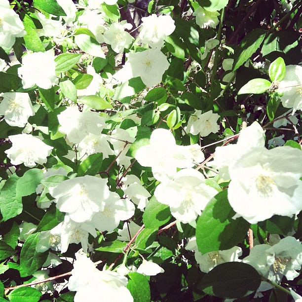 whiteblooms