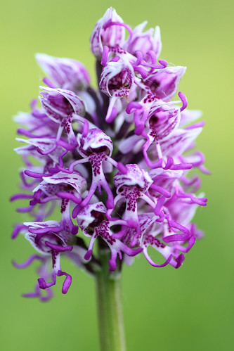 Monkey Orchid, Orchis simia
