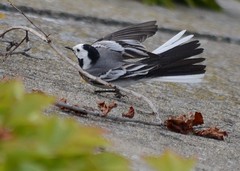 Bergeronnettes - Wagtails