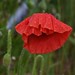 Drenched poppy