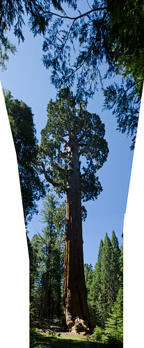 Panorama: Big tree