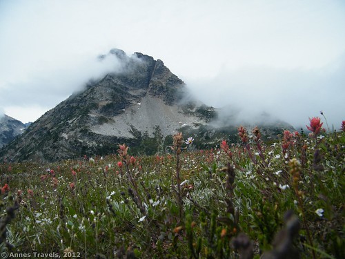Wildflowers near Maple Pass, North Cascades National Park, Washington