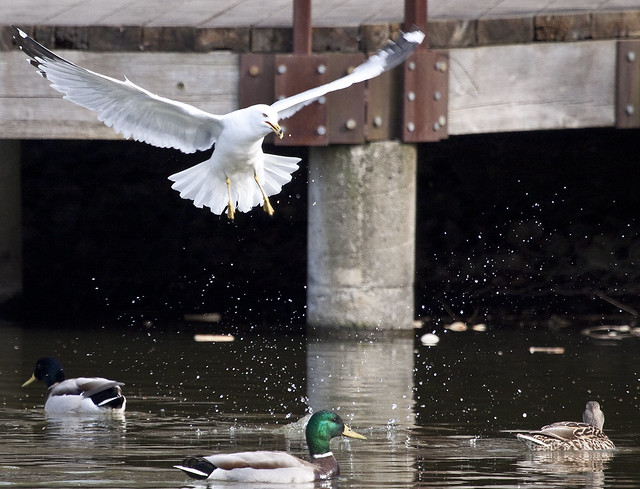 gull splashing
