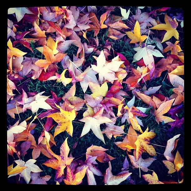 Last remnants of Autumn gone by. #fallenleaves #autumnal