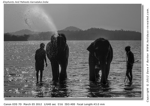 Elephants And Mahoots Karnataka India