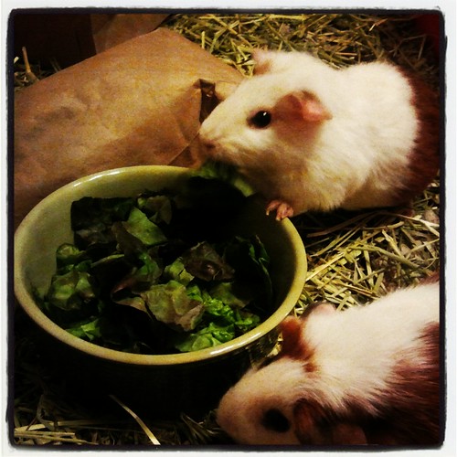 Guinea Pigs' Salad by Jodi K.