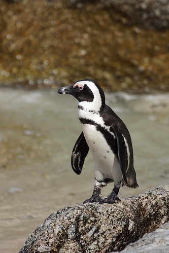 African penguin by CharlesFred