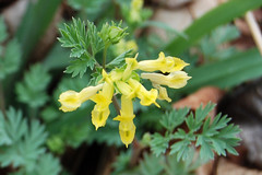 Yellow Fumewort, Corydalis flavula