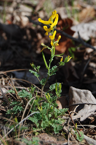 Picture of yellow spiked flower known as Slender Fumewort as seen on Taum Sauk Mountain in the Ozarks.