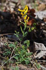 Slender Fumewort, Corydalis micrantha