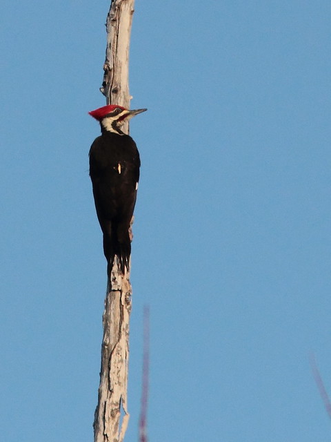 Pileated Woodpecker 20120413