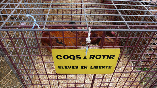 France roosters