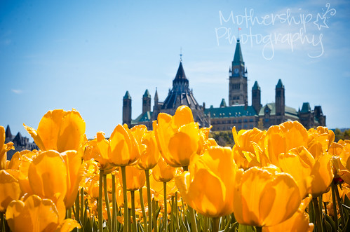 Parliament Buildings through the  tulips
