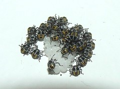 Brown Marmorated Stink Bug nymphs 