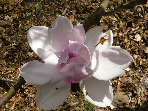 Himalayan garden Grewelthorpe Magnolia