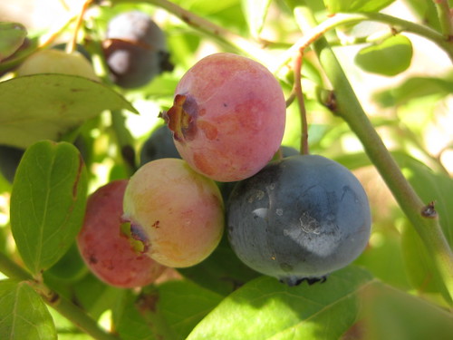 即將成熟的藍莓