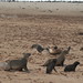 Seal colony, Skelleton Coast, Namibia - IMG_3757_CR2
