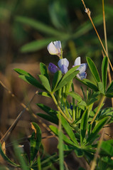 Lupine_7587.jpg by Mully410 * Images