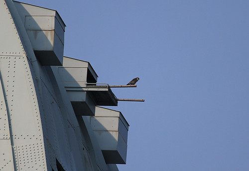 Peregrine Falcon on the edge