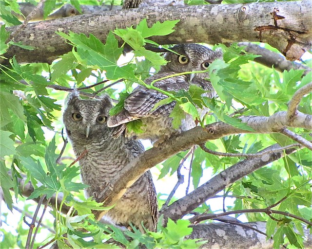 Eastern Screech-owl in Livingston County, IL 160