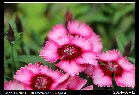 20140315_Flowers