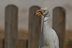Egrets and Herons  -  Ardeidae  -  Reiher