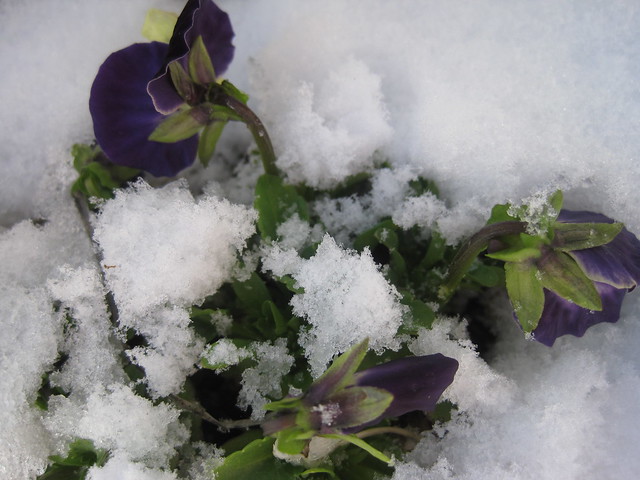 snow and pansies