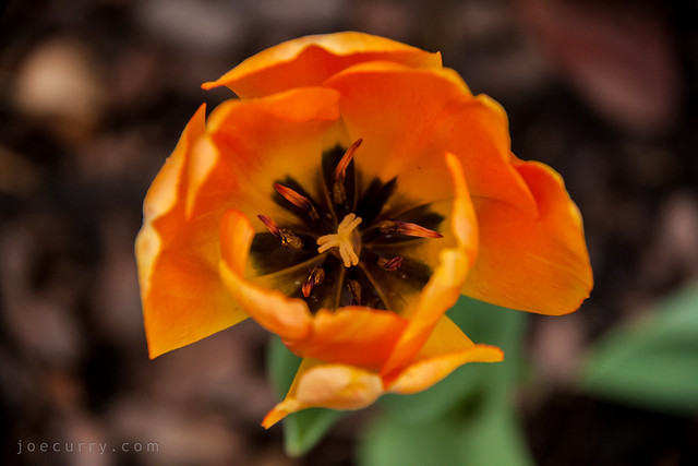 Petals on Tulip
