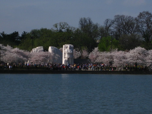 Cherry Blossoms and MLK