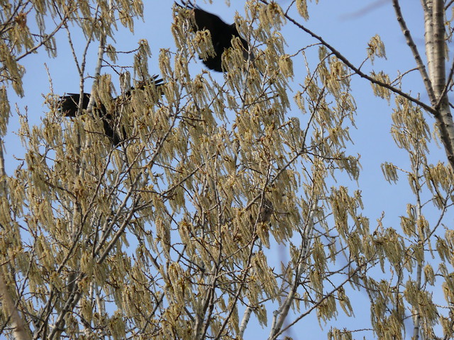 Great Horned Owl and Crows