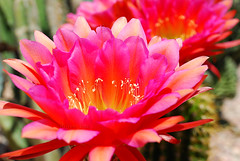 May 5th, 2012 - Cactus Blooms