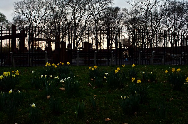 20120321-Daffodils Playing outside PlagroundDSC_0889.jpg