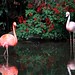 Flamingos rosa e vermelho - Foto: Rê Sarmento
