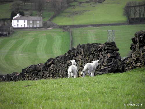 Spring Lambs by Mickaul